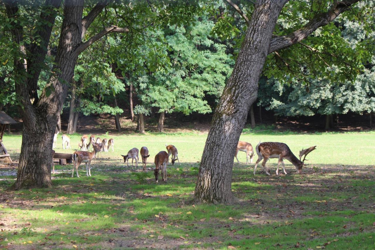 Ferienhaeuschen Gruber Villa Loosdorf Exteriör bild